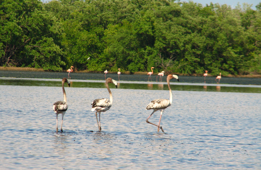 There are many species of the Cuban birdlife
