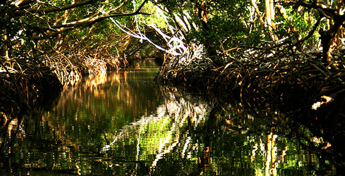 La reserva ecológica Bahía de Nuevas Grandes-La Isleta posee una gran biodiversidad