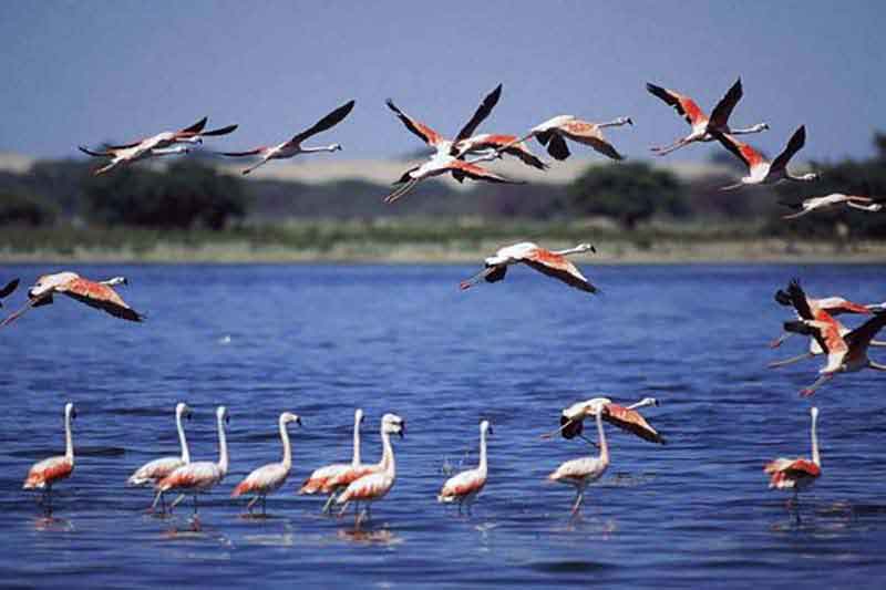Bahía de Nuevas Grandes-La Isleta ecological reserve aims to protect endangered species
