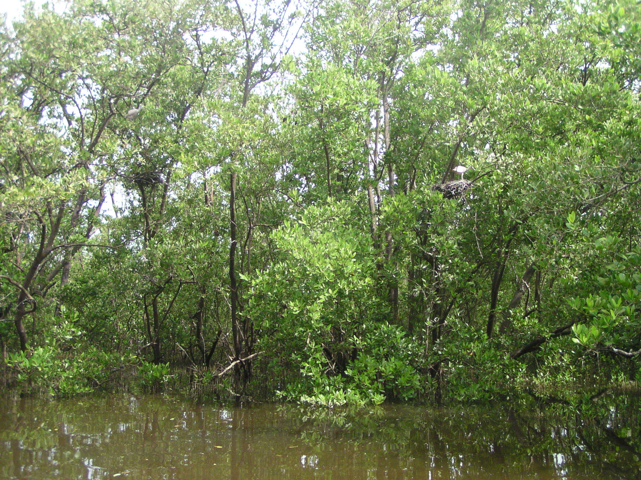 Mangroves are highly productive ecosystems present in 123 countries.