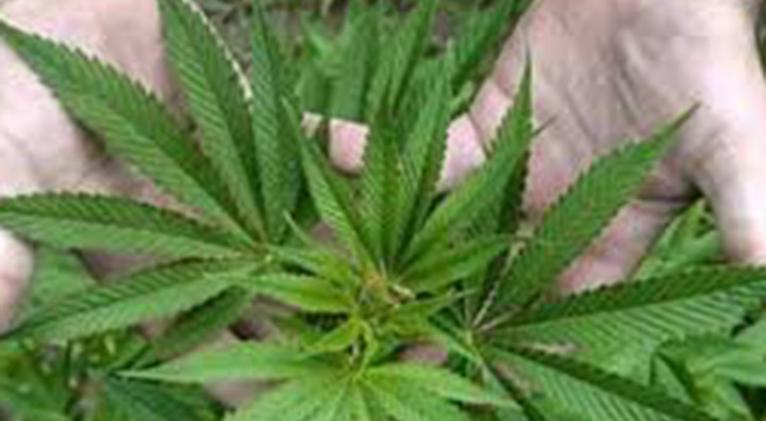 marihuana 0