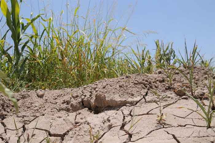 UN calls on this day for the adoption of policies that help eliminate soil degradation