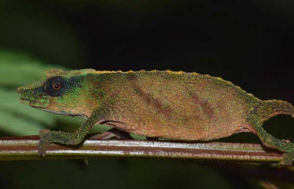 One of the world's rarest and smallest chameleons