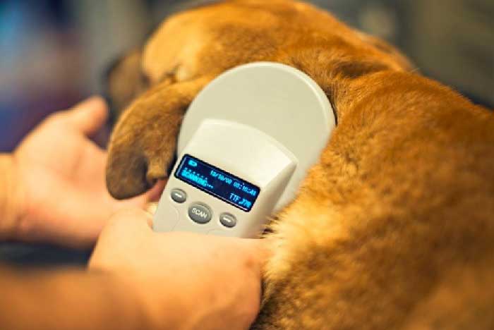 The use of microchips makes it possible to return lost pets to families and to control dogs roaming the streets