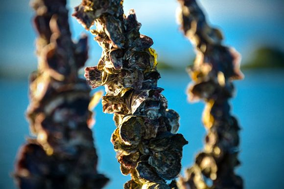 Oyster farming.