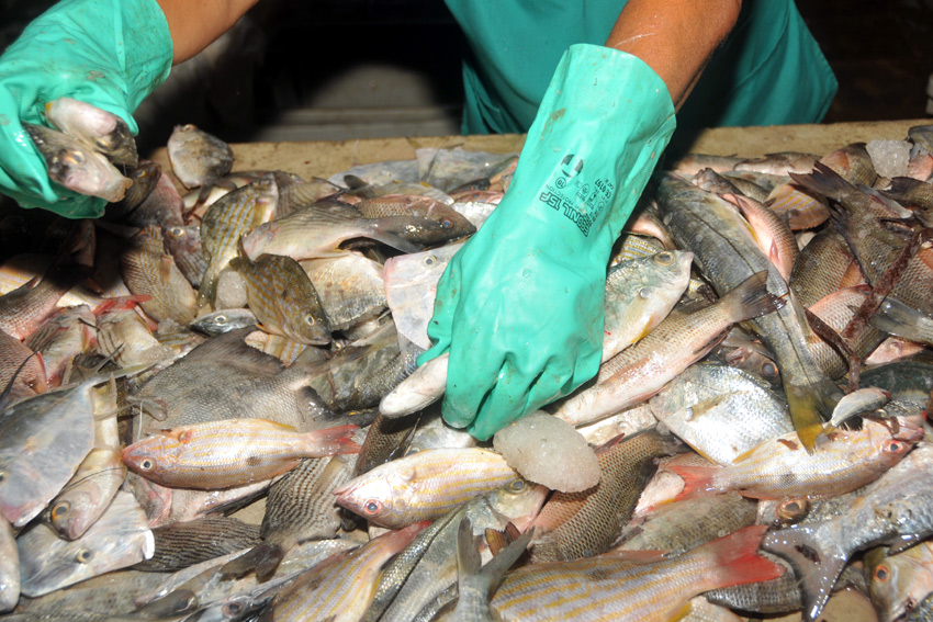 The Fishing Company (PESCATUN) consolidates production linkage