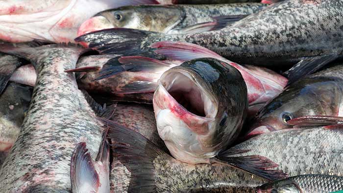 PESCATUN aims to expand food options for families in Las Tunas. 