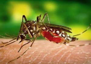 Week of Action against Mosquitoes is underway in Las Tunas