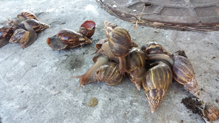 The giant African snail is considered among the 100 most damaging invasive alien species on the planet