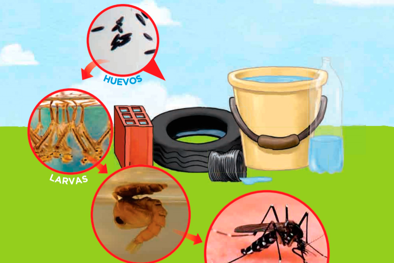Los criaderos de mosquito incrementan el riesgo de transmisión