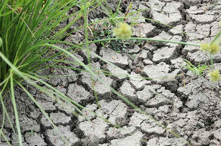 La tierra está sedienta tras varios años con insuficiente cantidad de lluvias 