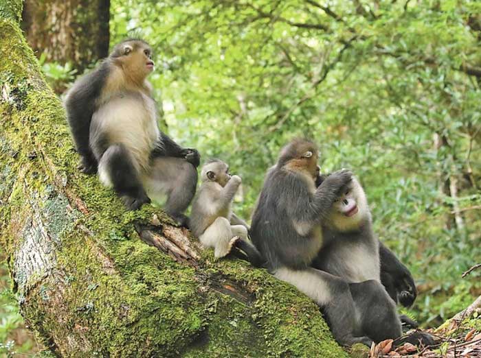 Yunnan snub-nosed monkeys in the Baima Snow Mountain Nature Reserve, southwest China's Yunnan province.