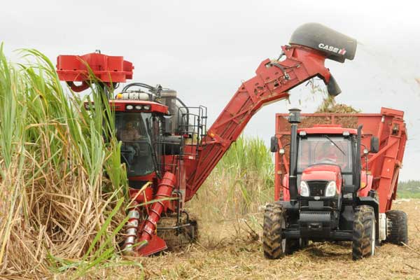 It is in the harvest and transportation of the cane where the obstacles that prevent a better development of the campaign persist.