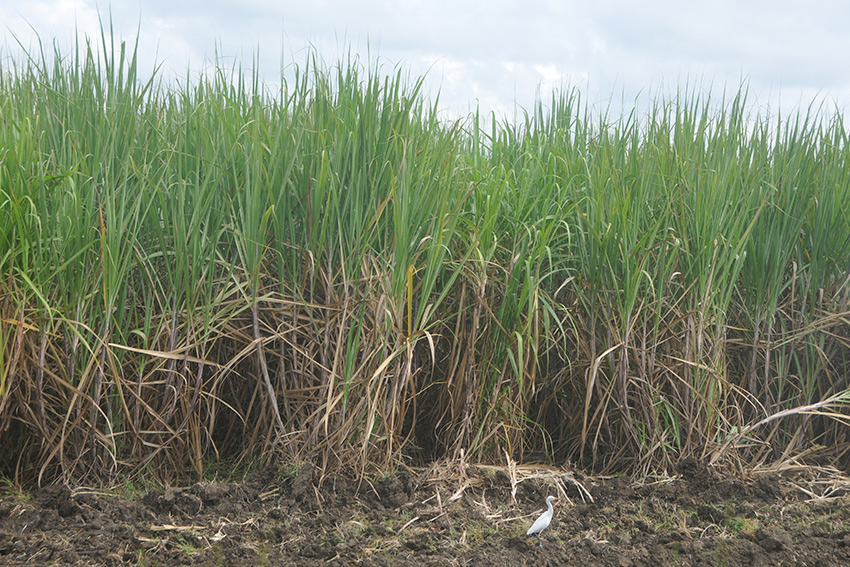 The cleaning of sugarcane plantations requires an exceptional effort, due to the high level of weeding.
