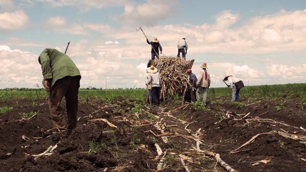 Arrears in sugarcane planting in Las Tunas