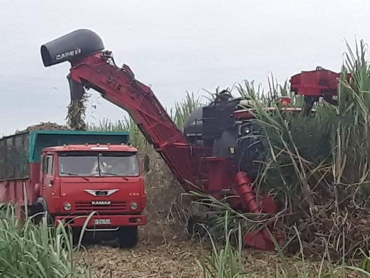 Cane cutting at fields belonging to the Majibacoa sugar mill