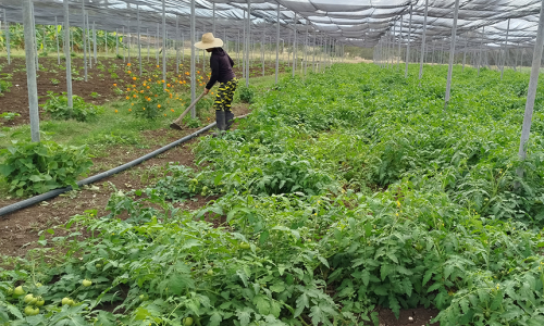The Alianza Obrero-Campesina Cooperative Complies its Mission