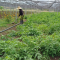 The Alianza Obrero-Campesina Cooperative Complies its Mission