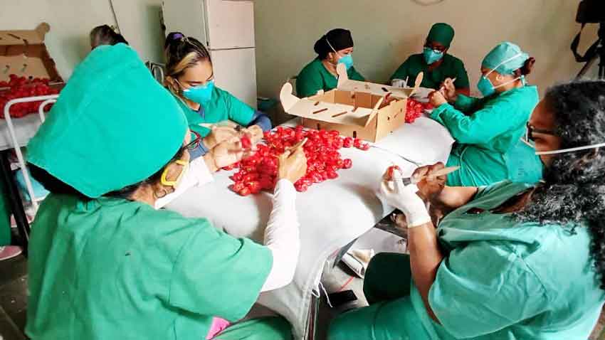 Agroint Las Tunas materializa primer envío de chile habanero hacia Canadá en 2025.