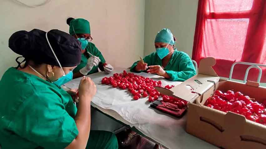 Agroint Las Tunas materializa primer envío de chile habanero hacia Canadá en 2025.