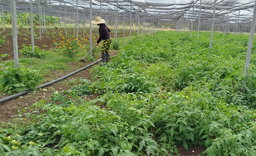 Crops areas of the  Alianza Obrero-Campesina agricultural cooperative.