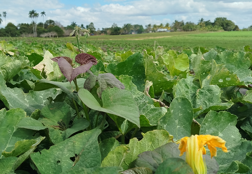Crop areas of the CPA  Alianza Obrero-Campesina.