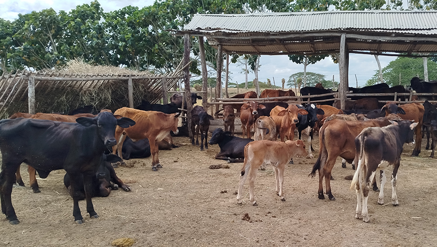 Cattle raising in one the activities of the CPA Alianza Obrero-Campesina.