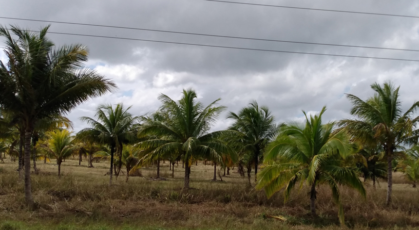 Coconnut planting momentum in Las Tunas