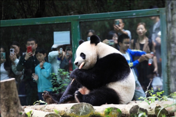 Visitors watch a giant panda eating bamboo shoots at Hongshan Forest Zoo in Nanjing, capital city of east China's Jiangsu province.