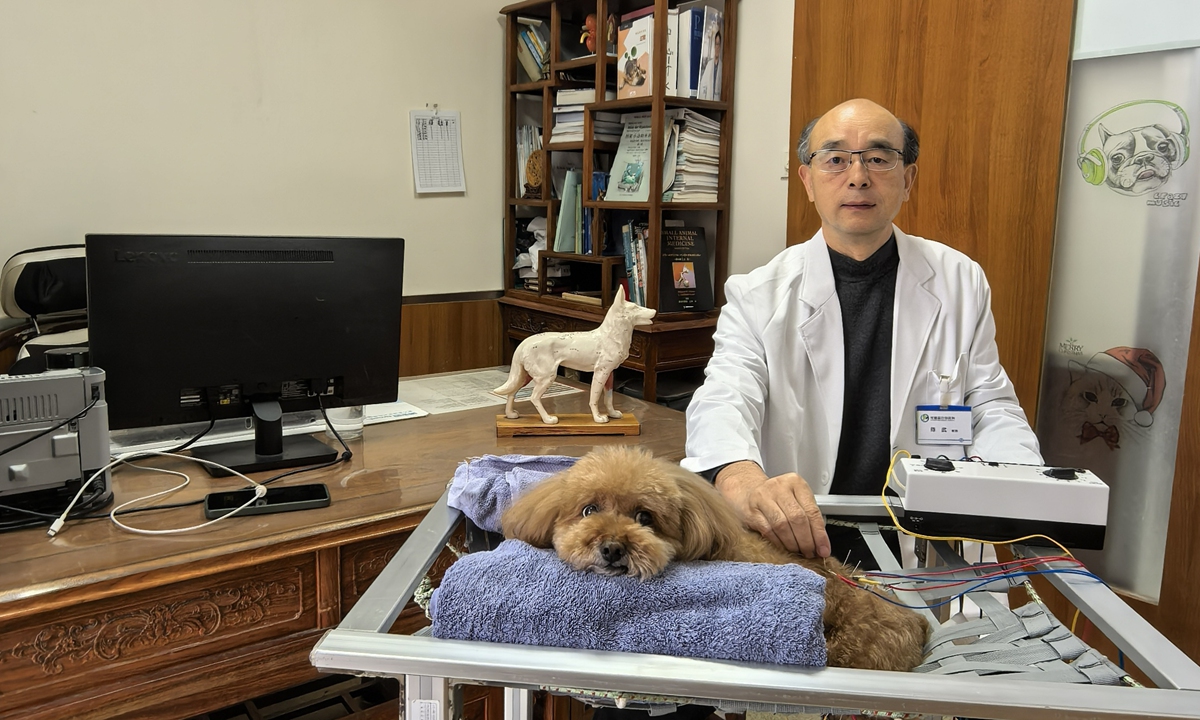 china mascotas medicina tradicional 1
