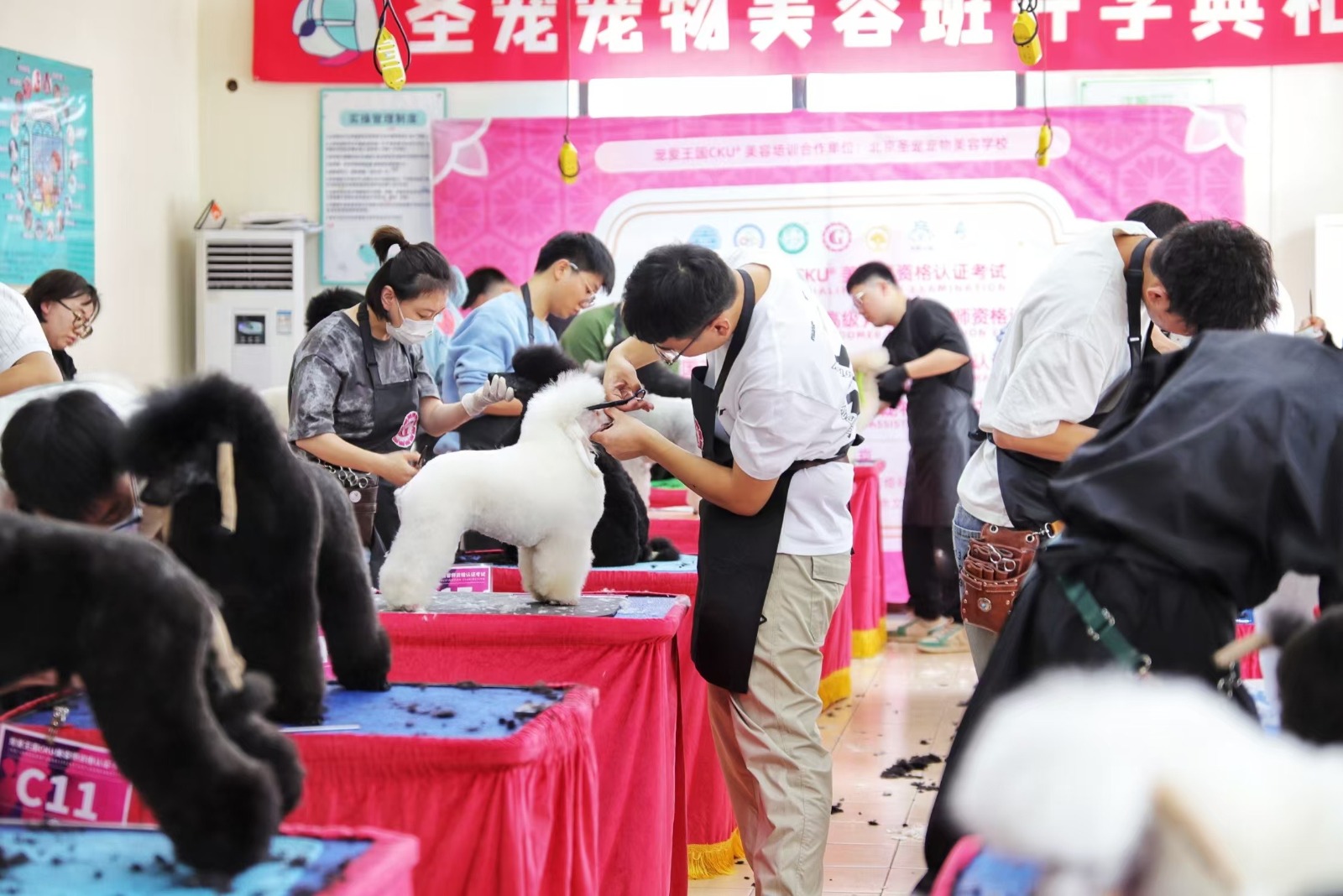 china mascotas medicina tradicional 2