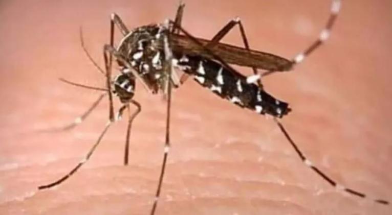 dengue 4