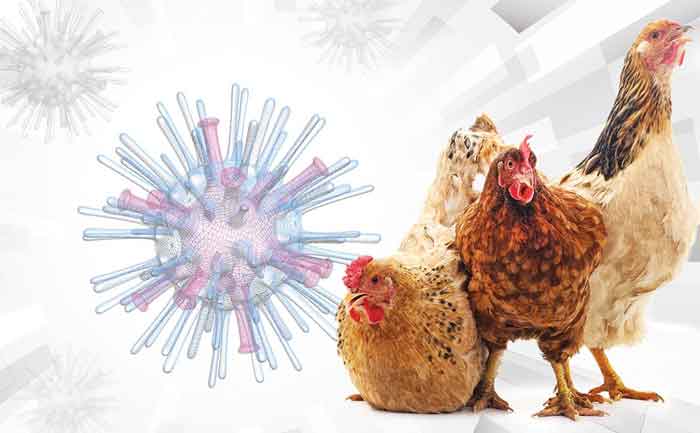 Los síntomas de gripe aviar son parecidos a los de una gripe común, pero pueden agravarse en pocos días y, en algunos casos, derivar en neumonía